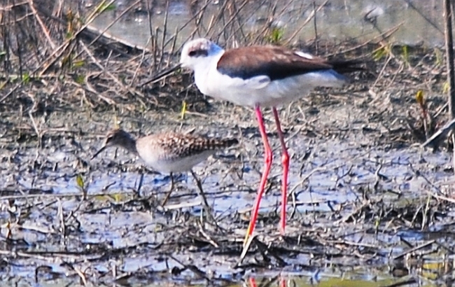 Limicoli da riconoscere